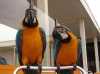 vyškolení a mluvící papoušky papoušek pro adopci