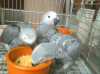 K dispozici 2 roky starý africký šedý papoušek