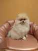 Krásná Pomeranian Pups na prodej.