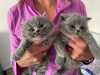 Domácí vycvičená skotská faldovaná koťata na prode