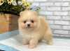 Cute Pomeranian Puppies For Sale