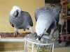 Přátelští samci a samice papoušků konžských africk