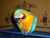 Modrý a zlatý papoušek s klecí