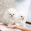 Fantastický šálek Pomeranian Pups