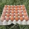 Čerstvá domácí vejce z volného podestýlkového chov