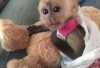 Zdravá mláďata kapucínských opic na prodej0