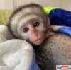 Zdravé dětské kapucínské opice na prodej