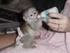 Zdravé dětské kapucínské opice na prodej~