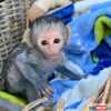 9týdenní mláďata kapucínských opic na Vánoce