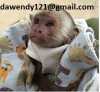 Přátelské dětské kapucínské opice na prodej#-