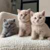 Britské krátkosrsté kočky dostupné k rehomingu