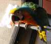Krásný ara catalina papoušek pro bezplatné osvojen