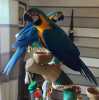Samec a Samice Ara Ararauna papoušek