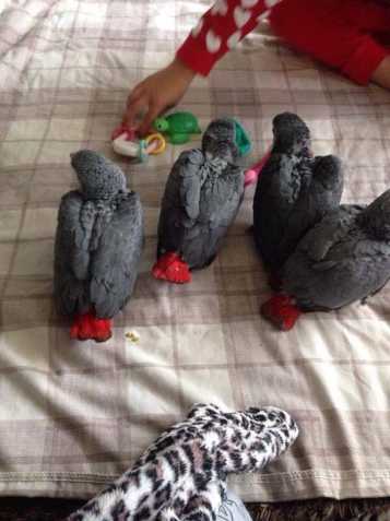 Africký šedý Papoušci na prodej