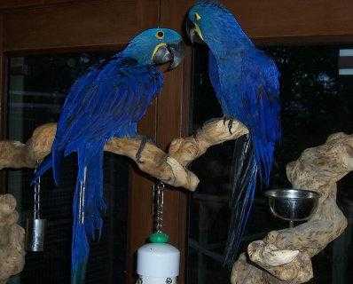 Ara Hyacint papoušek pro Prodej