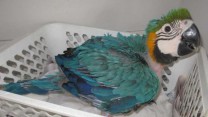 Nabídka Ara Ararauna papoušci