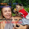 Rozkošná a sladká kapucínská opice