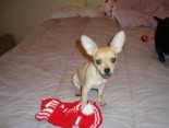 Krásná štěňátka Tiny Chihuahua