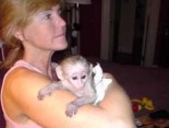 Krásná samice a samec kapucínské opice