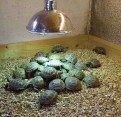 Roztomilé želvy na prodej