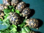 Želvy k dispozici (Radiované želvy na prodej)