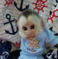 Prodám 9týdenní mláďata kapucínských opic