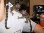 inteligentní opice kosmany k adopci