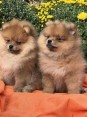 Pomeranians a Pomeranian Spitz, štěňata