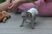 Zdravé dětské kapucínské opice na prodej.,,,