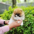 Pomeranian Štěňata k adopci
