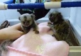Opice marmoset Dostupné k adopci