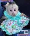 Inteligentní baby kapucínské opice k dispozici