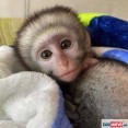 Inteligentní baby kapucínské opice k dispozici,.-