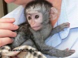 Inteligentní baby kapucínské opice k dispozic=