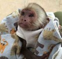 zdravé mláďata kapucínských opic na prodej+