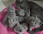4 sladká koťata na prodej, mohou s vámi hned přijí