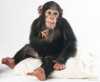 šimpanz na prodej