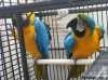 Nabídka samicku a samec Ara Ararauna papoušci
