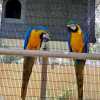 Prodám půvabný a sladký Ara Ararauna papoušci
