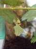 Prodám strašilky / lupenitky (Phyllium giganteum)
