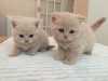 Roztomilá britská krátkosrstá koťata pro přijetí