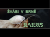 Šváb argentinský Blaptica dubia z kolonie BLABERUS