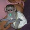 Kapucínský opice