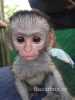 prodej inteligentních opic kapucínů
