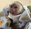 vyškolené dětské kapucínské opice na prodej