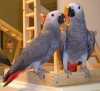 Dvojice mluvících afrických papoušků šedých