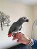 K dispozici africký šedý papoušek