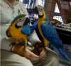 drahocenní papoušci