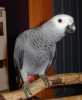 africké šedé papoušky