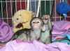 2 Inteligentní dětské kapucínské opice na prodej.